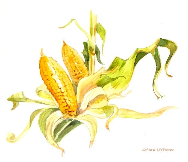 11.к Грачи и галки